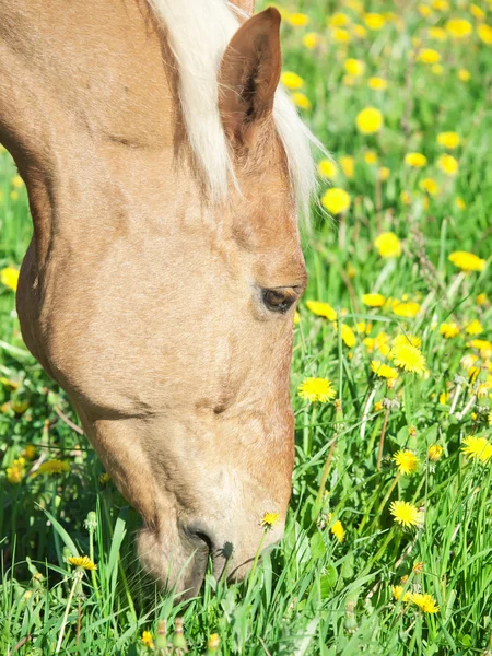 Portrait of grazing palomino cart horse in spring meadow — Stock Photo, Image