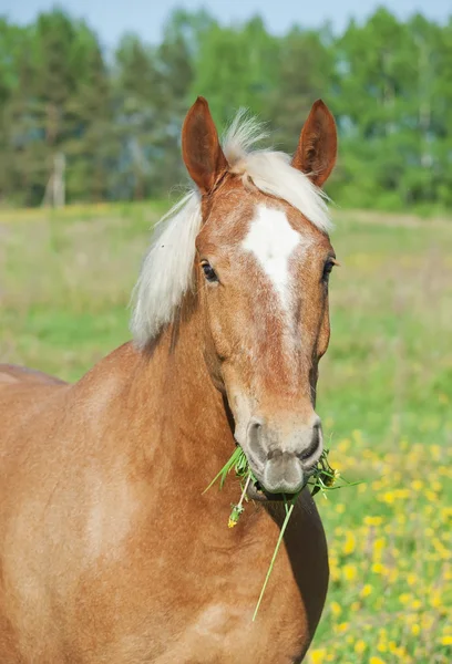 Portrait of freedom palomino horse in the spring field — Stock Photo, Image