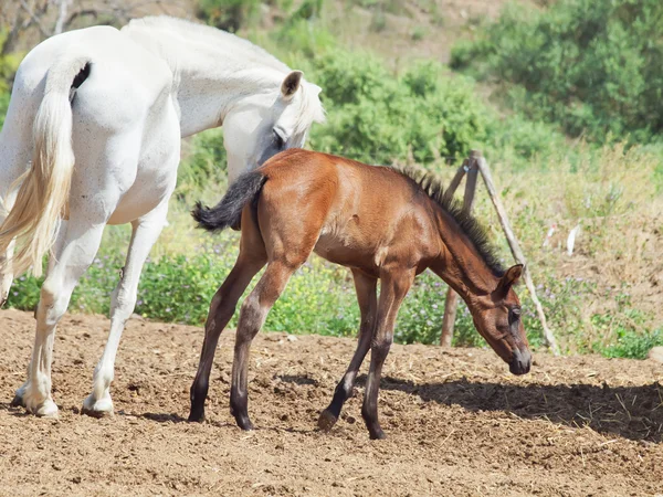 Little Andalusian foal with mom in paddock — Stock Photo, Image