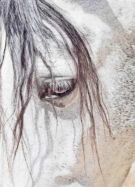 Eye of purebred Andalusian white horse closeup — Stock Photo, Image