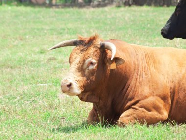 Laeing spanish milk bull and cow clipart