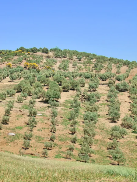 Trevligt spanska landskap med unga olivträd trädgård på våren — Stockfoto