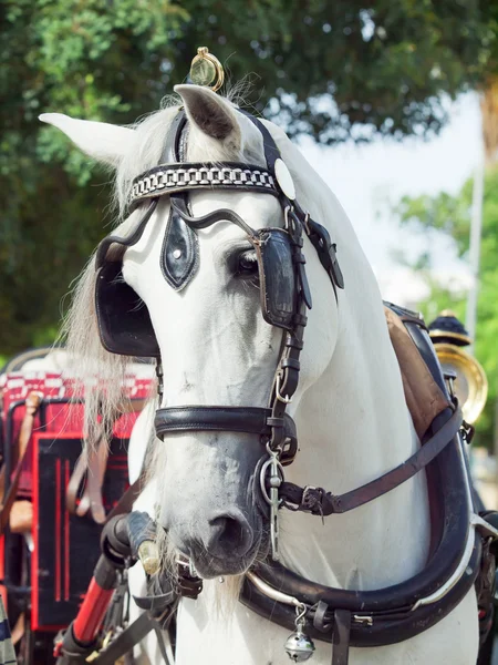 Portrait of spanish beautiful carriage white horse — Stock Photo, Image