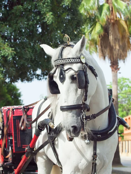 Carriage white horse in Jeres, Spain — Stock Photo, Image