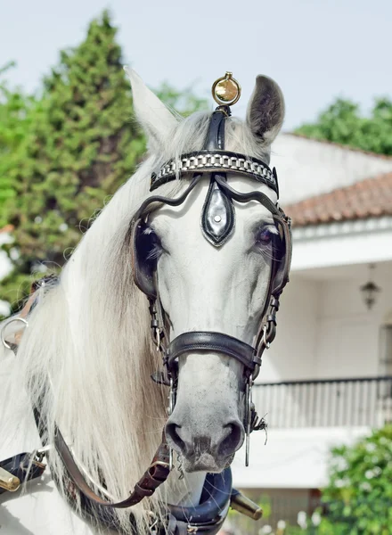 Ritratto di bel cavallo bianco in carrozza a Jeres, Spagna — Foto Stock