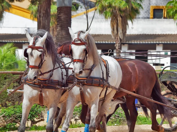 Beautiful breed carriage horses in Andalusia, Spain — Stock Photo, Image
