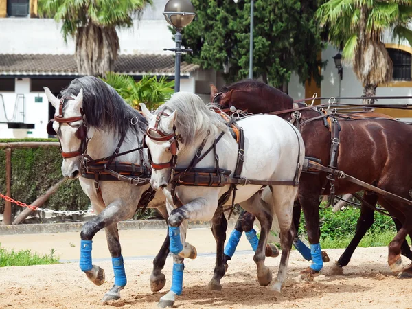 Перевезення коней в Андалусії, — стокове фото