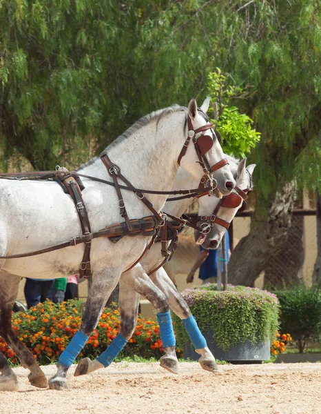 Vervoer witte paarden in jeres, Spanje — Stockfoto