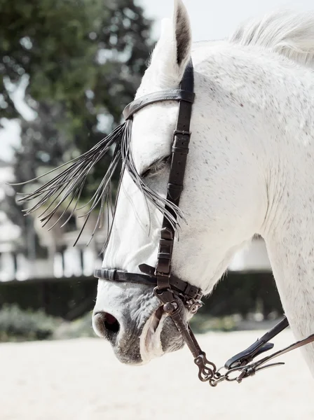 動きのアンダルシアの白い種馬の肖像画 — ストック写真