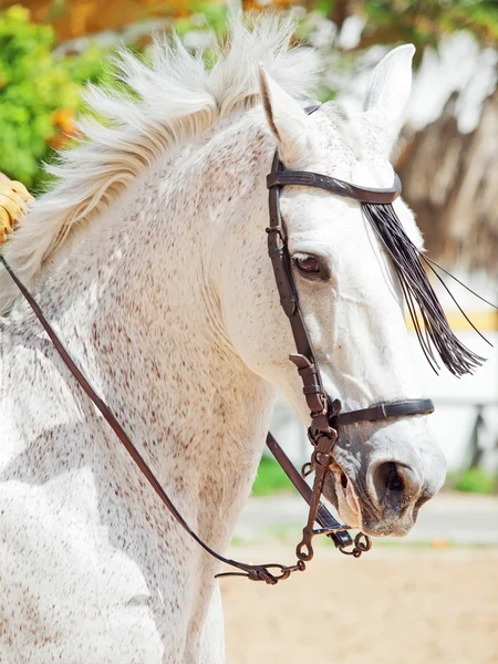 Portrait of Andalusian white stallion in movement — Stock Photo, Image