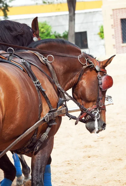 Bella razza cavalli da carrozza in Andalusia guardando dietro, S — Foto Stock