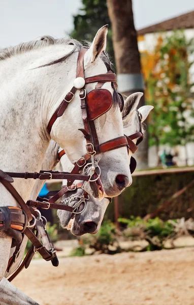 Retrato de carruagem cavalos brancos na Andaluzia, Espanha — Fotografia de Stock