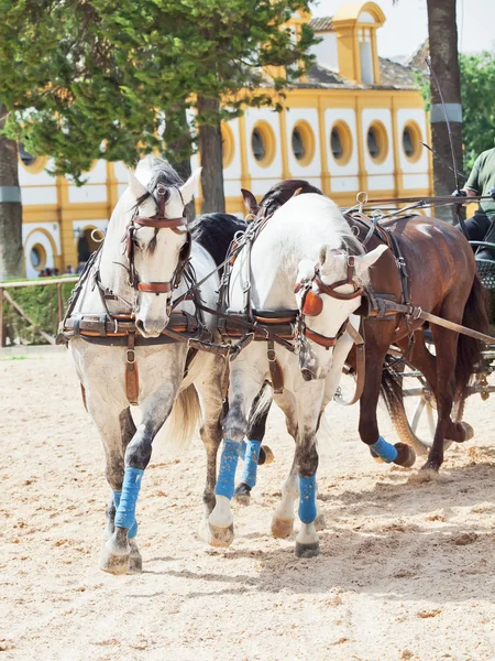 Bonitos cavalos de transporte de raça na Escola Real Andaluzia de Arte Equestre, Jerez, Espanha — Fotografia de Stock