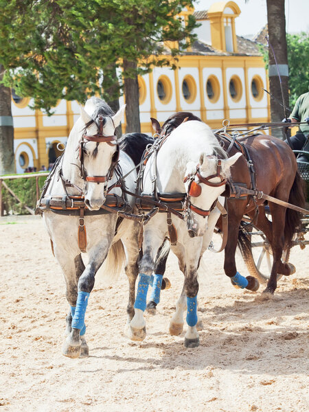 Beautiful breed carriage horses in Royal Andalucían School of Equestrian Art ,Jerez, Spain