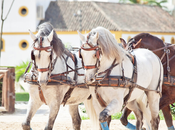 Beautiful breed carriage horses in Andalusia, Spain