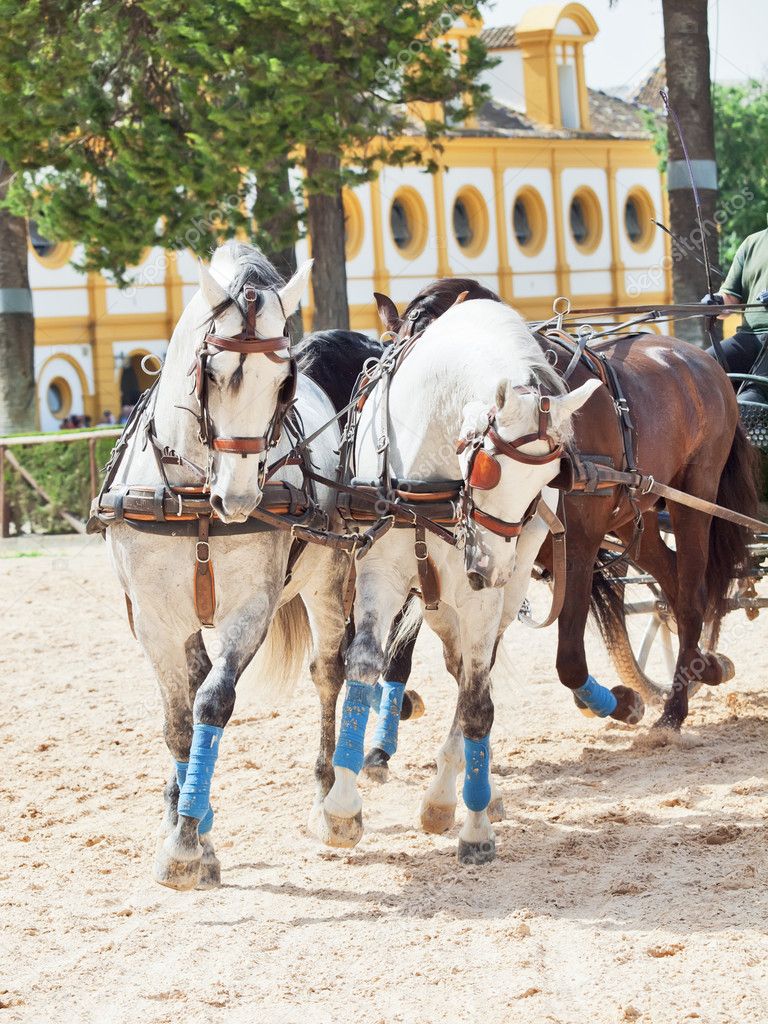 Beautiful breed carriage horses in Royal Andalucían School of Equestrian Art ,Jerez, Spain
