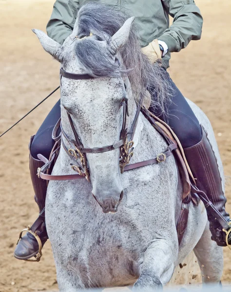 Πορτρέτο της Ανδαλουσίας εκπαιδεύσεων αλόγου σε περιστροφές γκρι επιβήτορα στο κίνημα — Φωτογραφία Αρχείου