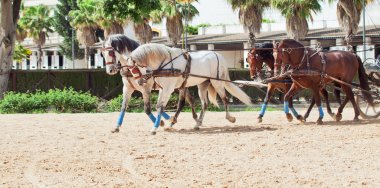 Four beautiful breed carriage horses in Andalusia, Spain clipart