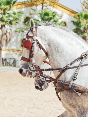 Portrait of beautiful breed carriage horses in Andalusia, Spai clipart