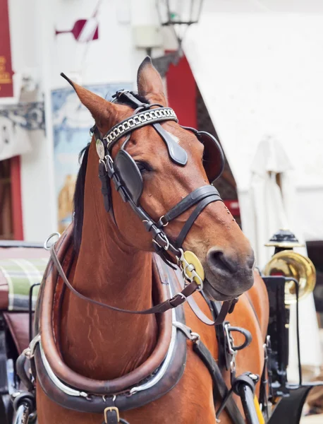 Retrato da bela baía de carruagem cavalo branco em Sevilha, Espanha — Fotografia de Stock
