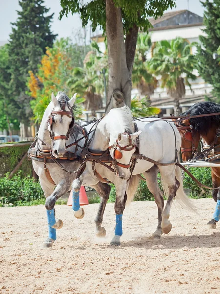 Prachtig ras vervoer paarden in Andalusië, Spanje — Stockfoto