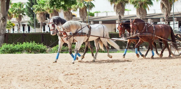 Cuatro caballos de carreras hermosas en Andalucía, España — Foto de Stock
