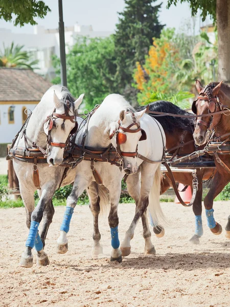 Bella razza cavalli da carrozza in Andalusia, Spagna — Foto Stock