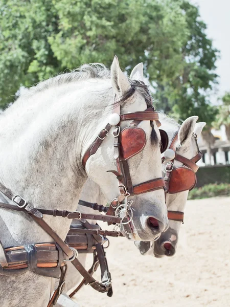 Portret van prachtig ras paarden in Andalusië, Spanje — Stockfoto