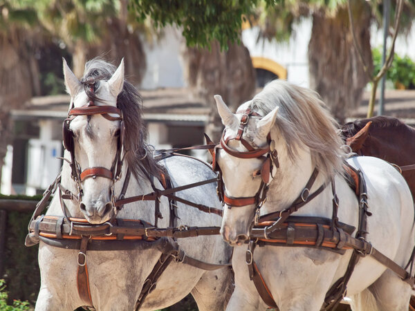 Beautiful breed carriage horses in Andalusia, Spain