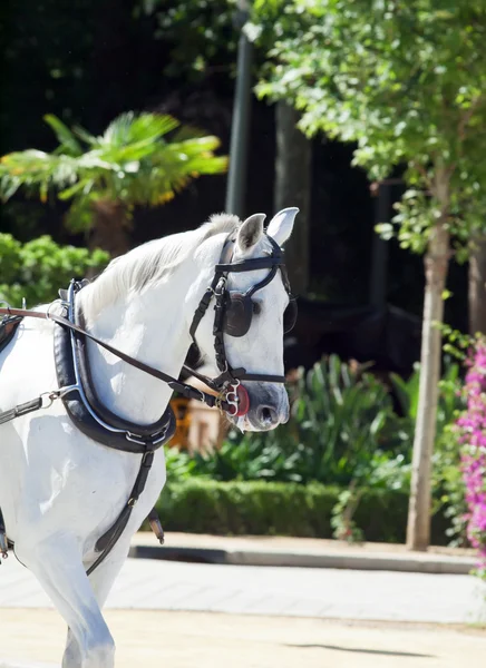 Retrato de bela carruagem cavalo branco em movimento, Espanha — Fotografia de Stock