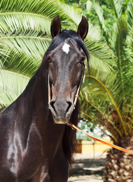 Portrait of amazing purebred Andalusian bay stallion — Stock Photo, Image
