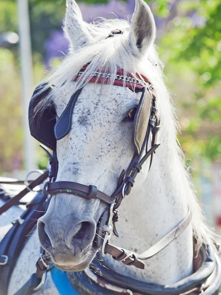 Ritratto di bella carrozza cavallo bianco in movimento, Spagna — Foto Stock