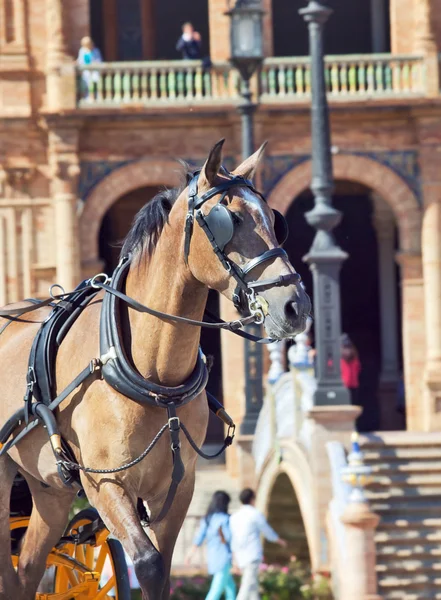 Carriage nice horse in move, Seville (Plaza de Espana), Spain — Stock Photo, Image