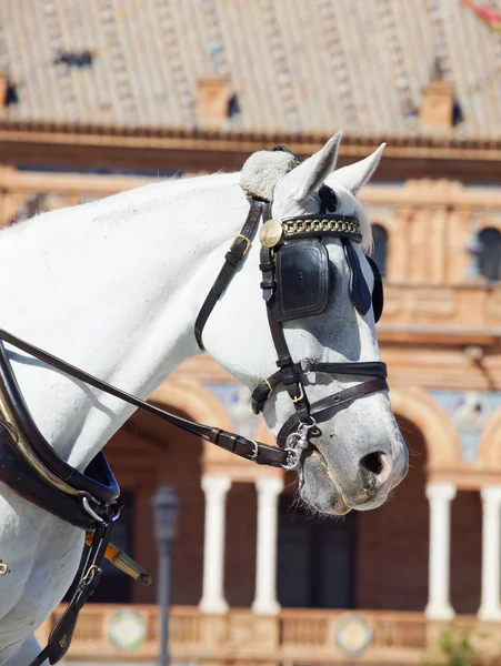 Portret van vervoer wit paard in Sevilla (plaza de espana), — Stockfoto