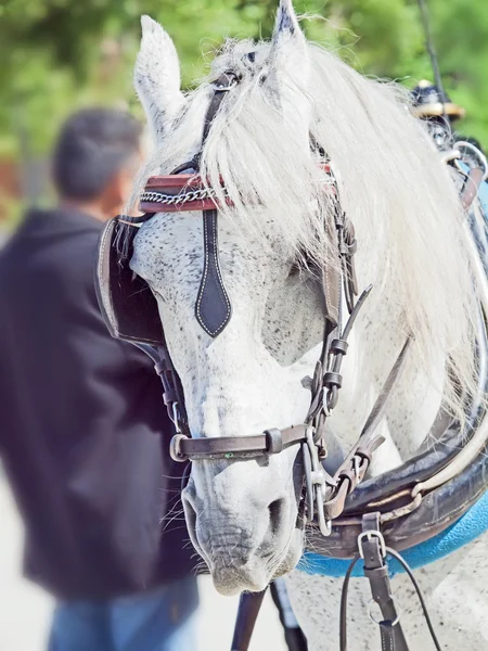 Portrait of nice carriage white horse, Andalusia, Spain — Stock Photo, Image
