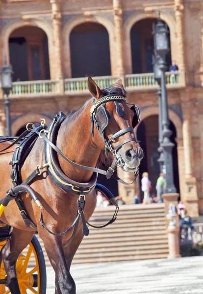 Portrét přepravní zátoce koně v seville (plaza de espana), sp — Stock fotografie