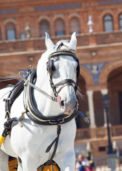 Portrait of carriage white horse in move, Seville (Plaza de Espan — стоковое фото