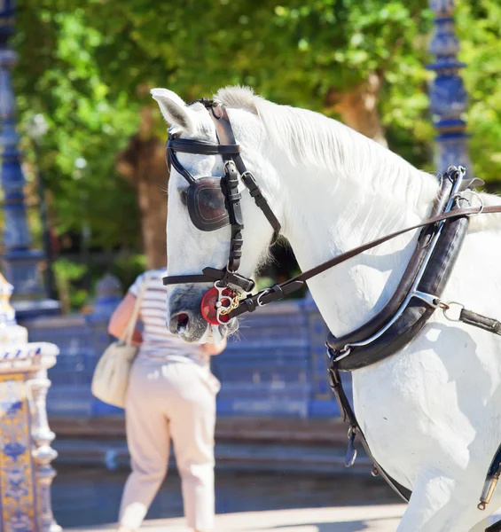 Ritratto di cavallo bianco in carrozza a Siviglia, Spagna — Foto Stock