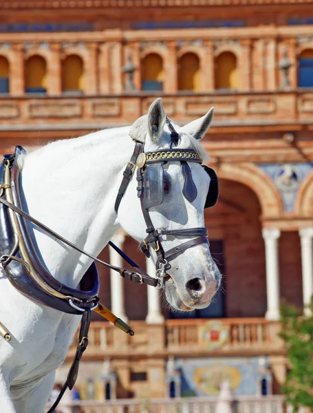 Portret van vervoer wit paard in Sevilla (plaza de espana), Stockfoto