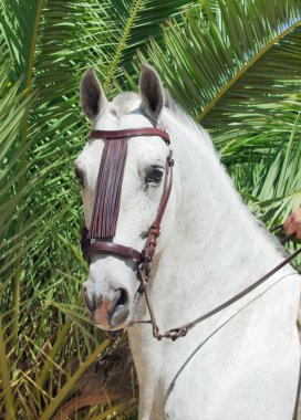 Portrait of wonderful Andalusian white speckled stallion at pal clipart