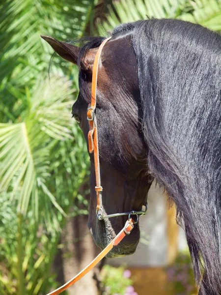 美丽安达卢西亚湾种马看背后的画像 — 图库照片