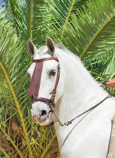 Portrait of beautiful Andalusian white stallion — Stock Photo, Image