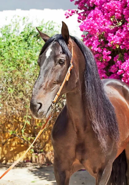 Portrait of amazing purebred Andalusian bay stallion, Spain — Stock Photo, Image
