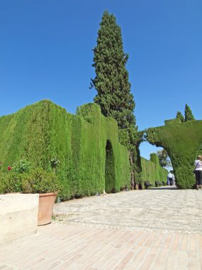 kesme ağaçlar ve bush bahçelerde alhambra, granada, İspanya