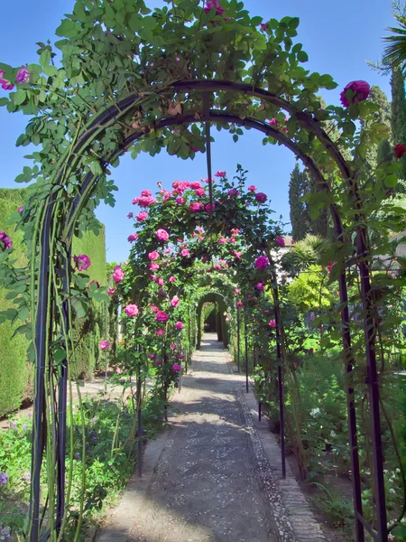 Archway from roses in the Alhambra Palace gardens, Granada, Spai — Stock Photo, Image