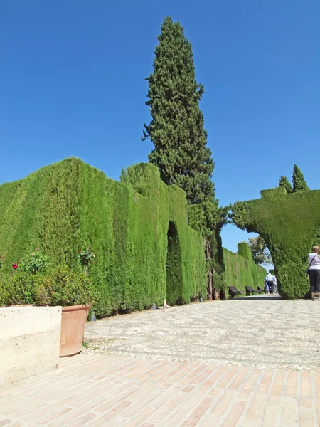 Stromy a keře v zahradě alhambra, granada, Španělsko — Stock fotografie