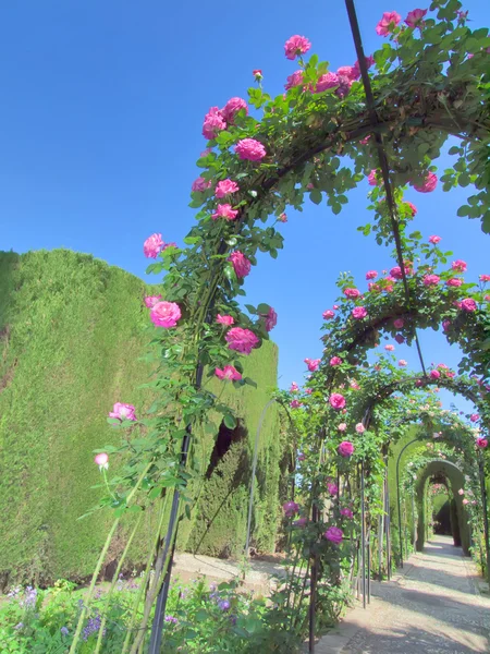 Obloukem z růží v alhambra palace gardens, granada, spai — Stock fotografie