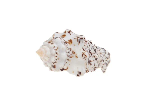 Моллюск, изолированный на белом — стоковое фото