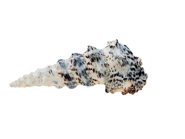 Una concha aislada en blanco —  Fotos de Stock