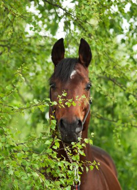 Portrait of wonderful Trakehner stallion clipart